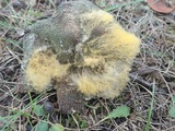 Syzygites megalocarpus image