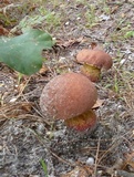 Boletus oliveisporus image