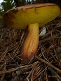 Boletus oliveisporus image