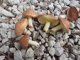Suillus brevipes image