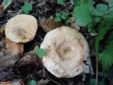 Paxillus involutus image