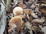 Paxillus involutus image