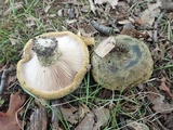 Lactarius atroviridis image