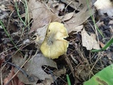 Tricholoma subsejunctum image