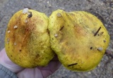 Pulveroboletus ravenelii image