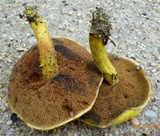 Pulveroboletus ravenelii image