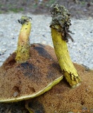 Pulveroboletus ravenelii image