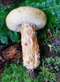 Lactarius scrobiculatus var. canadensis image
