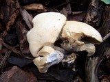 Leucopaxillus albissimus image