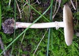 Amanita brunnescens image