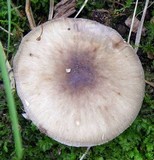 Amanita brunnescens image
