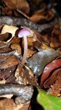 Hygrocybe laeta var. laeta image