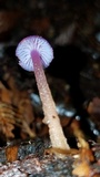 Hygrocybe laeta var. laeta image