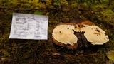 Heterobasidion occidentale image