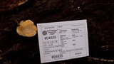 Fomitopsis ochracea image