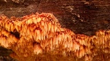 Pycnoporellus alboluteus image