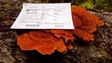 Pycnoporellus fulgens image
