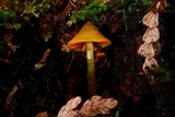 Humidicutis marginata var. olivacea image