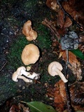 Hydnum zongolicense image