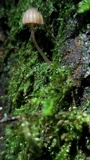 Mycena nebula image