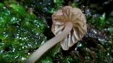 Mycena nebula image