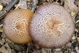 Cortinarius torvus image