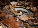 Craterellus fallax image