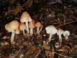 Rhodocollybia maculata image