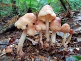 Rhodocollybia maculata image