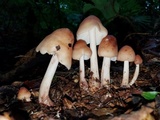 Rhodocollybia maculata image