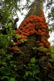 Laetiporus conifericola image