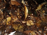 Mycena luxfoliicola image