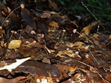 Mycena luxfoliicola image