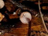Mycena luxfoliicola image