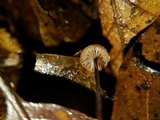 Mycena luxfoliicola image