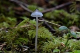 Mycena amicta image