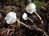 Baeospora myosura image