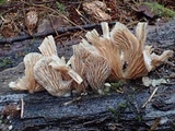 Hohenbuehelia petaloides image
