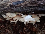 Hohenbuehelia petaloides image