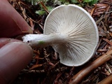 Clitopilus prunulus image