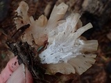 Hohenbuehelia petaloides image