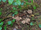 Gymnopus acervatus image