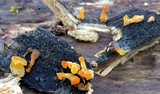 Dacryopinax spathularia image
