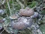Inonotus dryadeus image