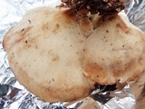 Abortiporus biennis image