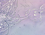 Abortiporus biennis image