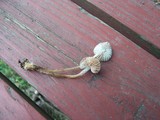 Mycena maculata image