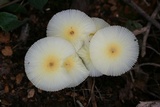 Leucocoprinus fragilissimus image