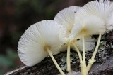 Leucocoprinus fragilissimus image