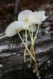 Leucocoprinus fragilissimus image